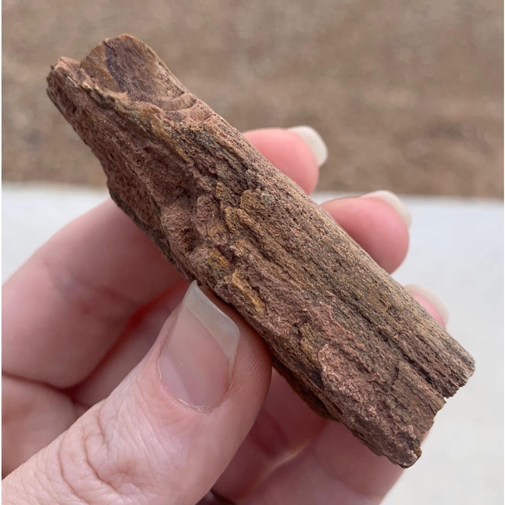 Colorful New Mexico Petrified Wood • Ancient Petrified Wood • NM Petrified Wood